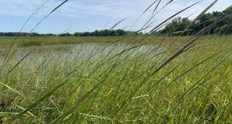 Wild rice growing in restored area